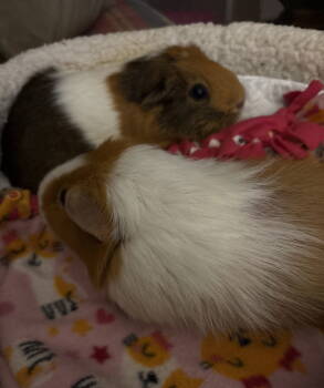 Rescue Guinea Pig Guinea Pigs for Adoption in Aurora, Illinois - Smores And Princess | PetCurious